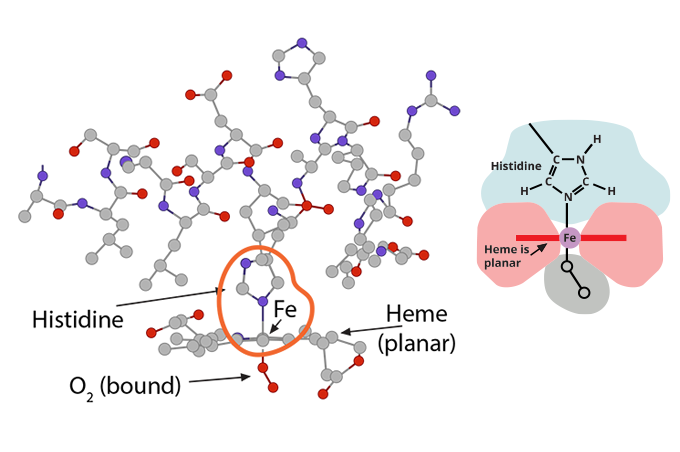
							
								Illustration of a large, complex molecule. Histidine, Heme (planar), Fe and O2 (bound) are labeled. 
							
							